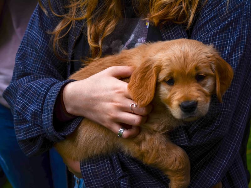 Filhote de cachorro dourado no colo de uma pessoa