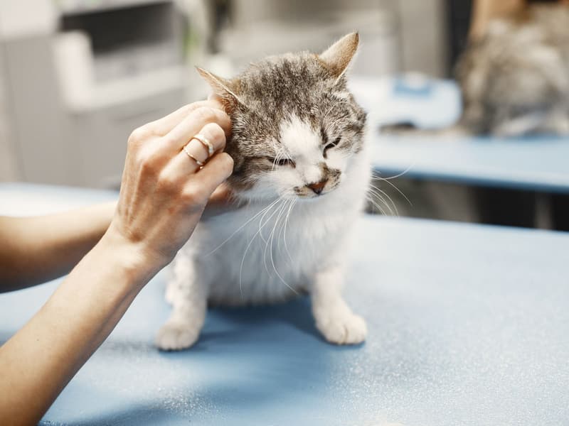 Gato sendo examinado sobre a mesa de atendimento
