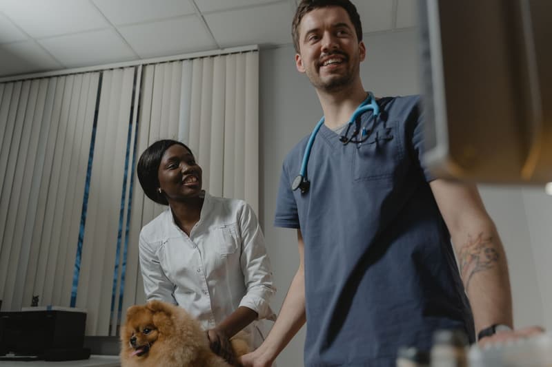 Veterinário e assistente sorrindo durante o atendimento a um spitz alemão
